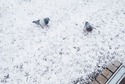 High angle view of birds on snow