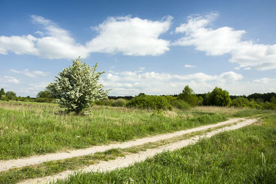 Scenic view of path and field against sky