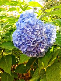 Close-up of purple hydrangea