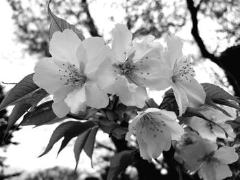 Close-up of white flowers