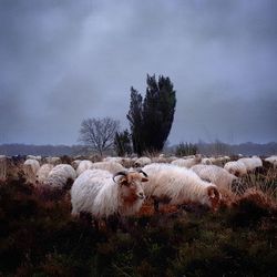 Sheep in a field