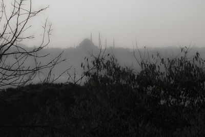 Trees in foggy weather