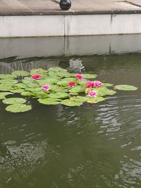 Close-up of pink flower in pond