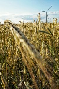 View of stalks in field against sky