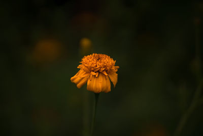 Close-up of yellow flower