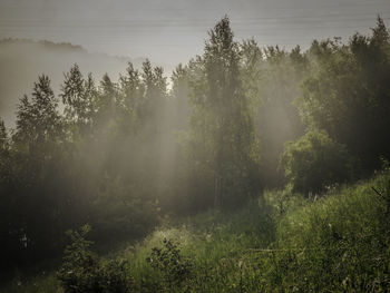 Trees growing in forest