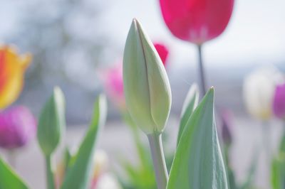 Close-up of pink tulip buds