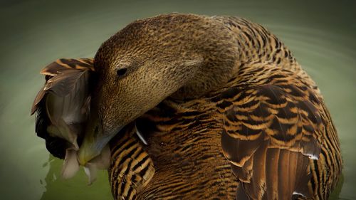 Close-up of duck