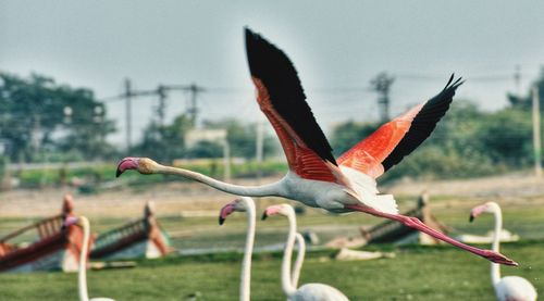 Close-up of birds flying against the sky