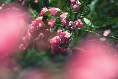 Close-up of pink flowering plant