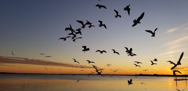 Silhouette birds flying over sea against sky at sunset
