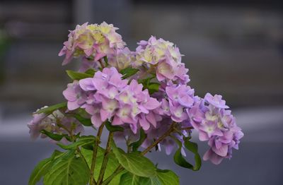 Close-up of pink flowers