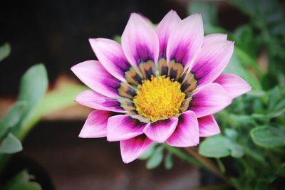 Close-up of pink flower blooming outdoors