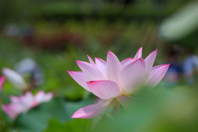 Close-up of pink water lily