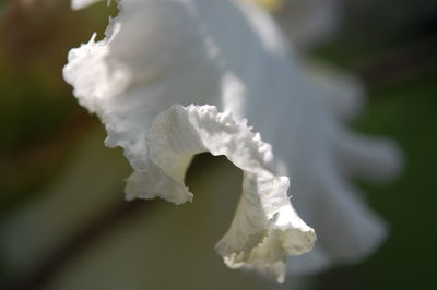 Close-up of white flower against blurred background