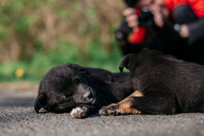 Little puppies on the road.