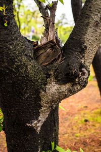 Close-up of moss on tree trunk