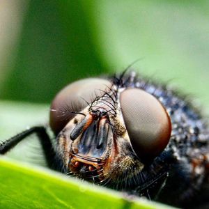 Close-up of insect on leaf