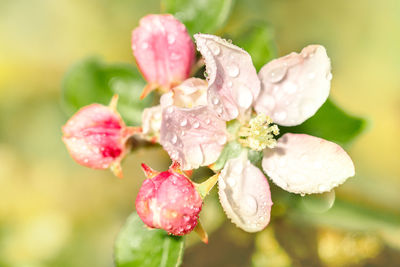 Close-up of wet pink flowers