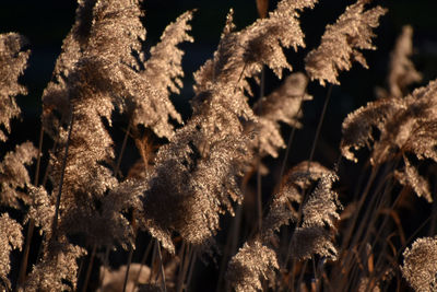 Full frame shot of dried plants