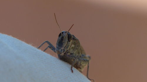 Close-up of insect