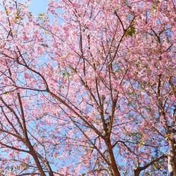 Low angle view of cherry blossoms