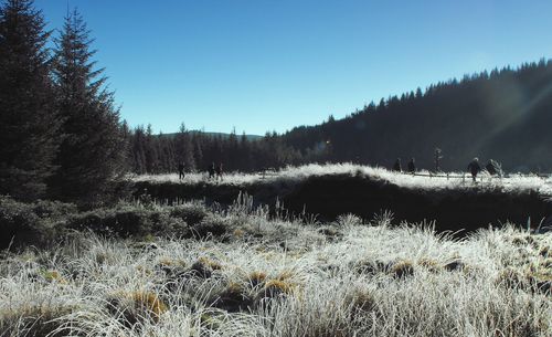 Scenic view of landscape against clear sky