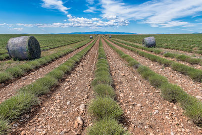 Scenic view of cropped lavender field in provence, south of france against dramatic sky