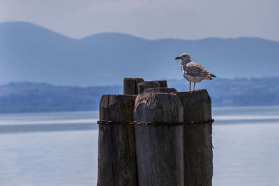 Bird perching on wooden post