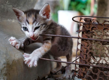 Close-up of a kitten