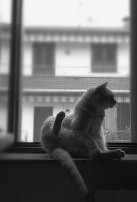 Close-up of dog sitting on window