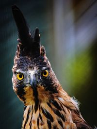 Close-up portrait of owl