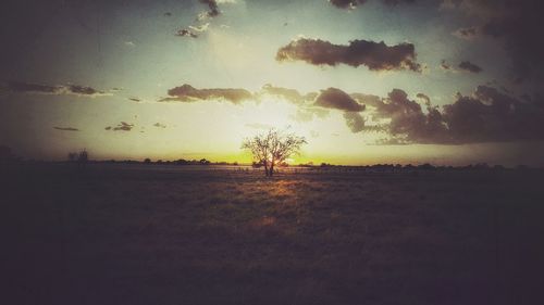 Silhouette trees on field against sky at sunset