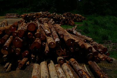 Stack of firewood on field in forest
