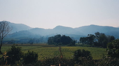 Scenic view of field against clear sky