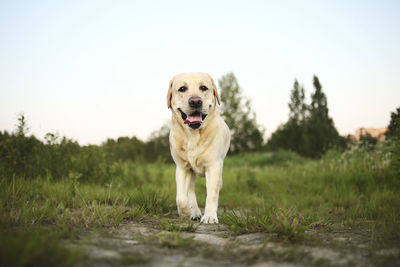 Portrait of dog standing on field