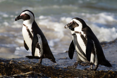 Penguins on shore