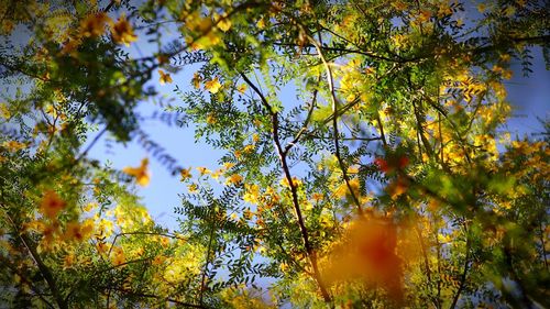 Low angle view of trees against sky during autumn
