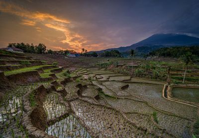 Scenic view of agricultural field against sky during sunset