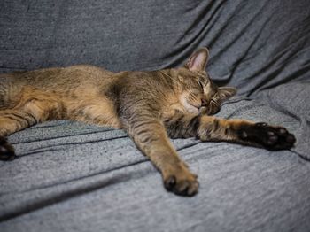High angle view of cat sleeping on bed