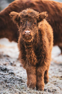 Close-up of cow calf scottish highland 