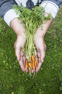 Midsection of man holding corn