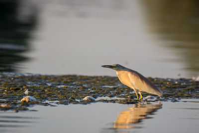 Bird perching on a lake