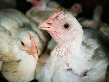 High angle view of chicken