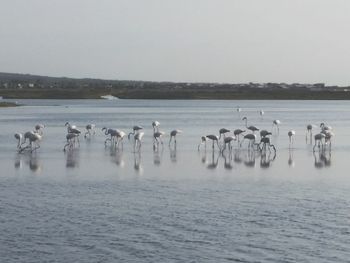 Flock of birds in water against sky