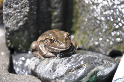 Close-up of frog on rock