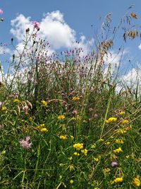 Flowers blooming on field against sky