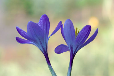 Close-up of purple crocus flower