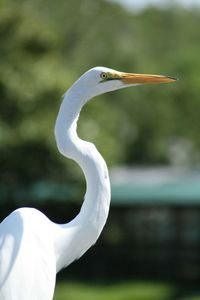 Close-up of a bird