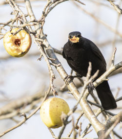 Bird perching on a branch